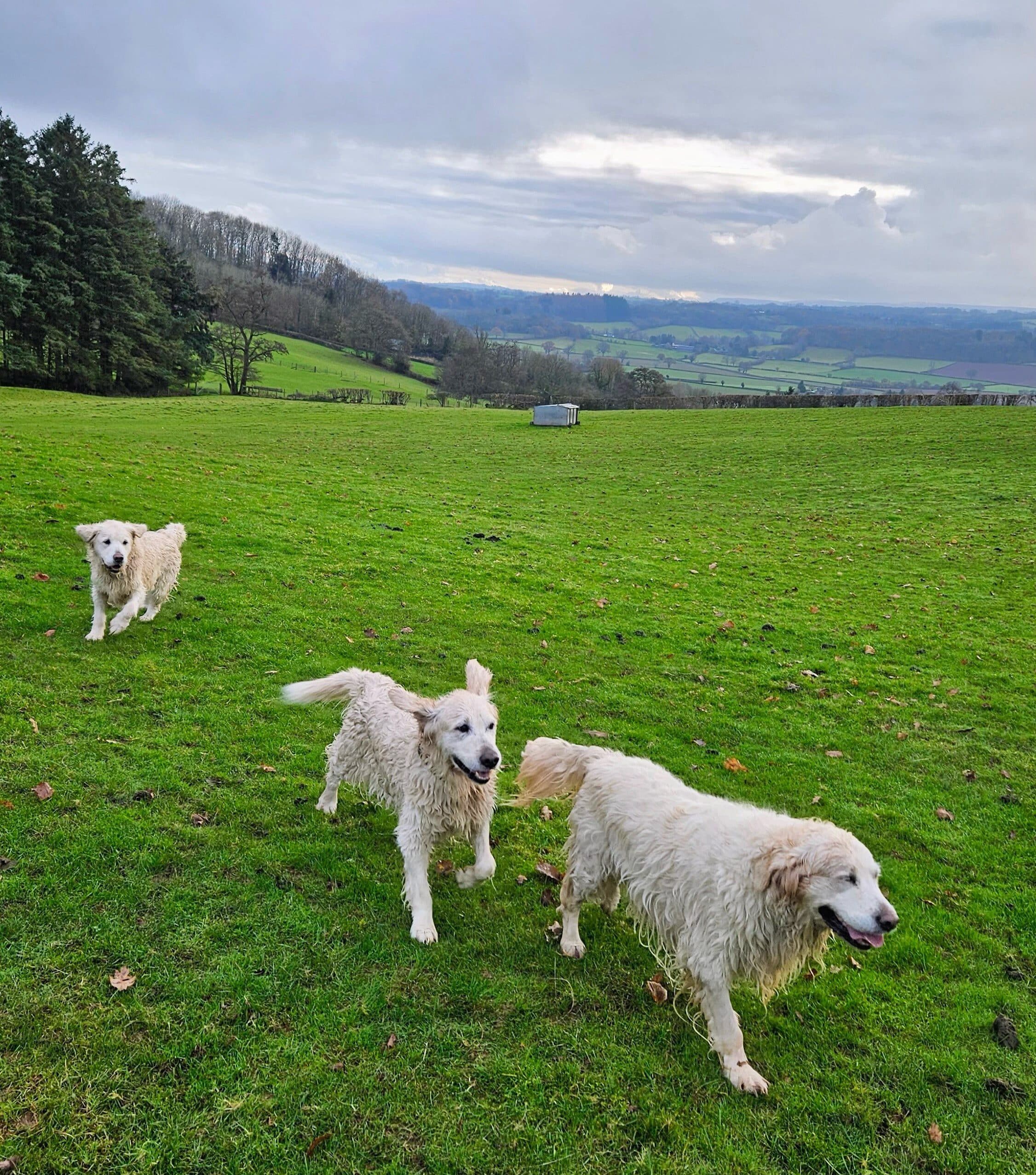 Dogs enjoying the countryside near Hay-on-Wye