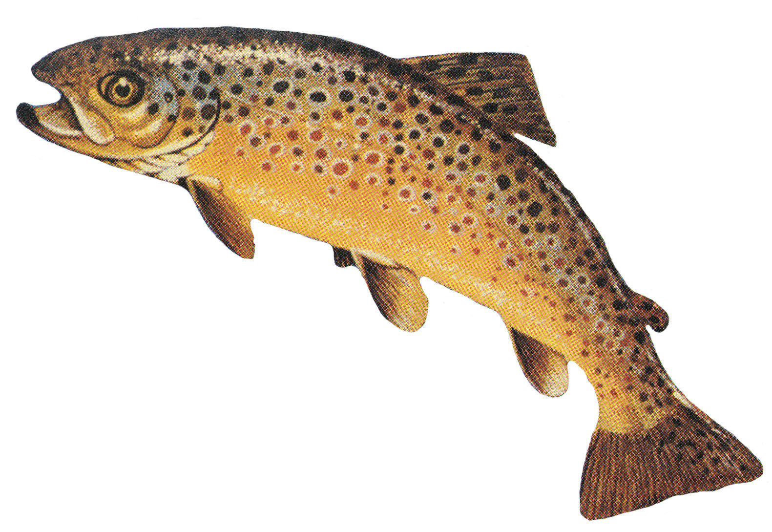 Common fish species found in River Wye including salmon, grayling, and barbel