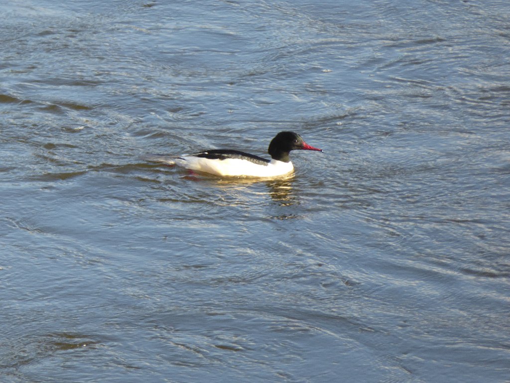 Wildlife spotting while kayaking River Wye - kingfisher and otters near Hay-on-Wye