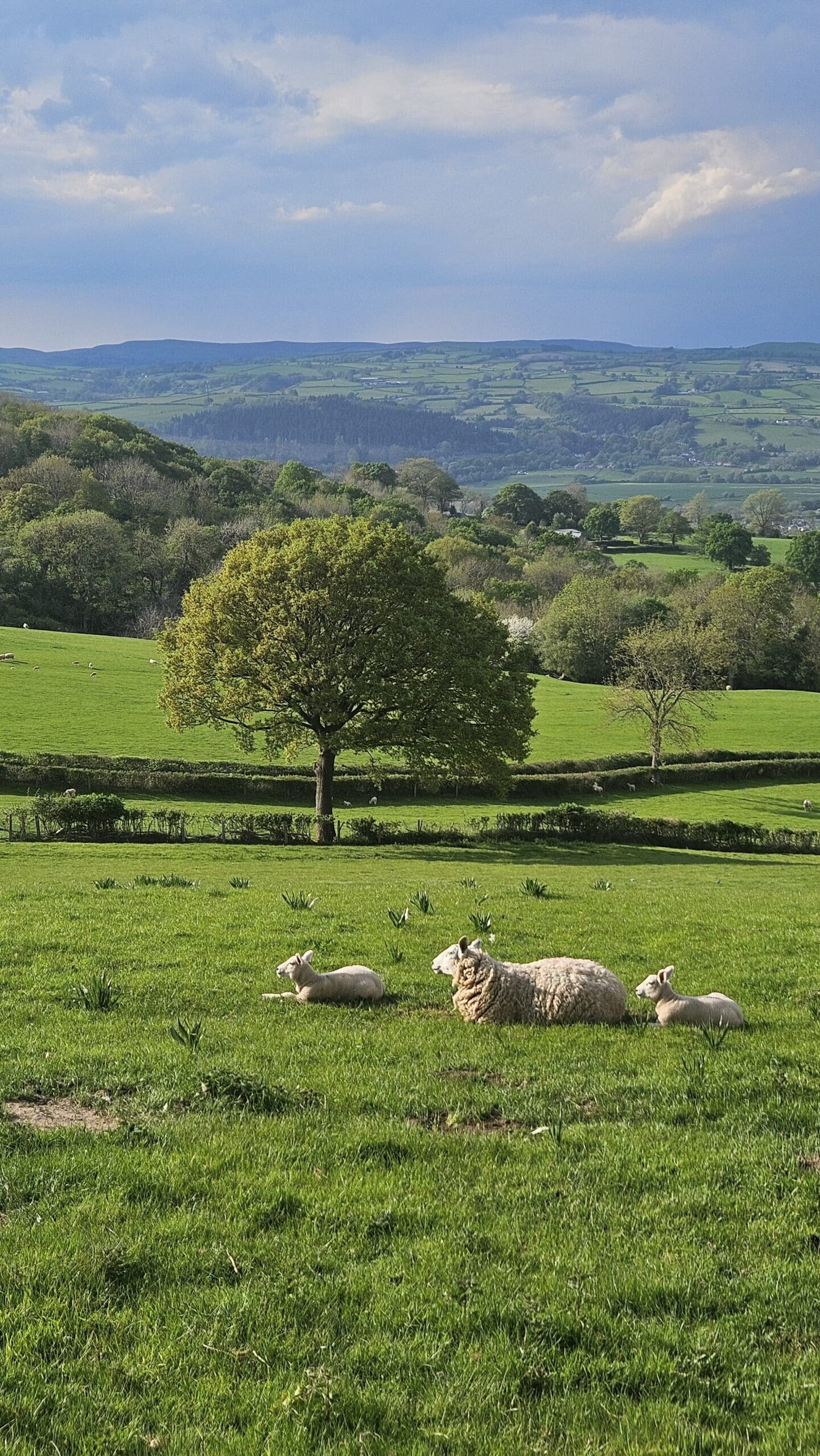 Sheep grazing in local fields