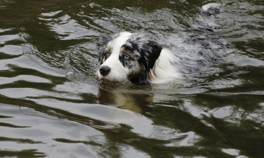 Dog swimming in River Wye