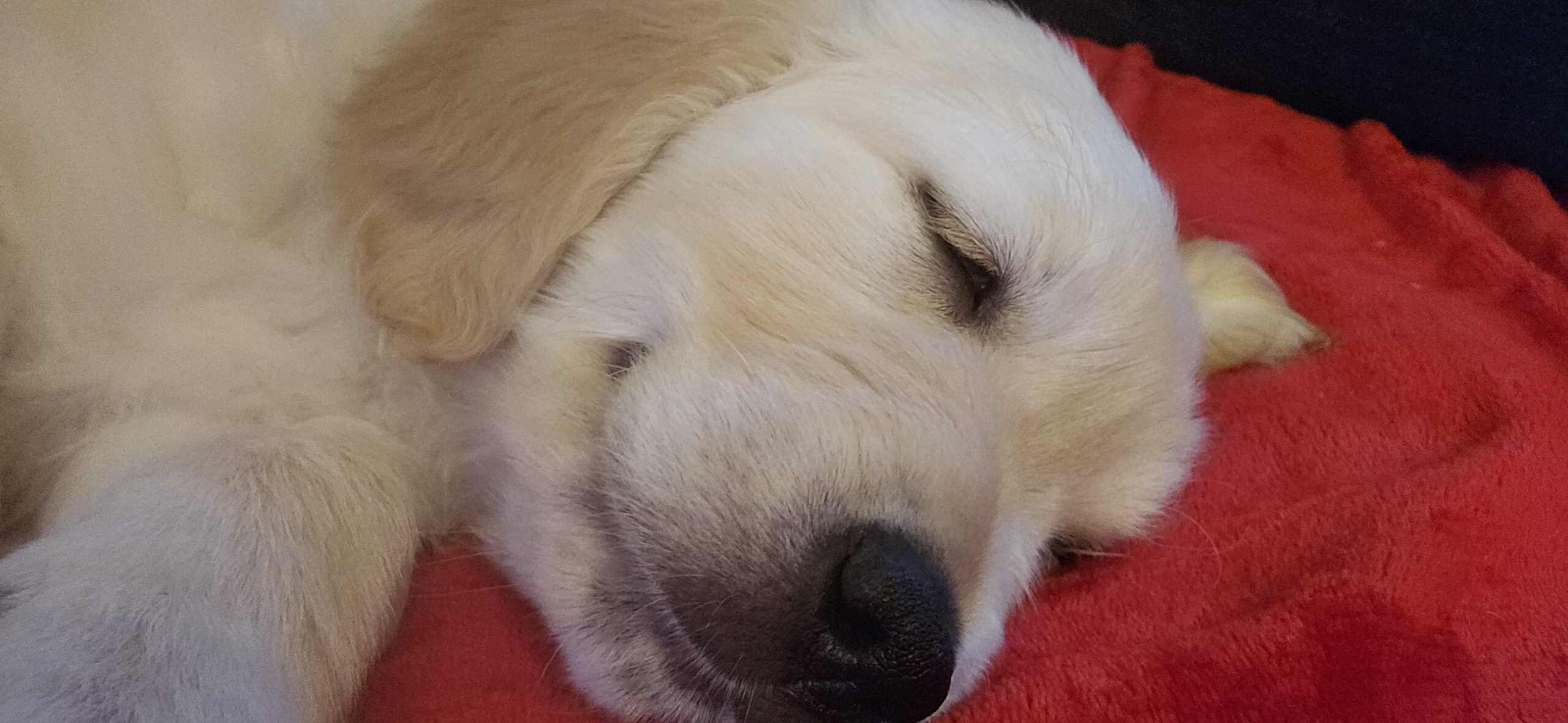 Cosy dog-friendly sofa
