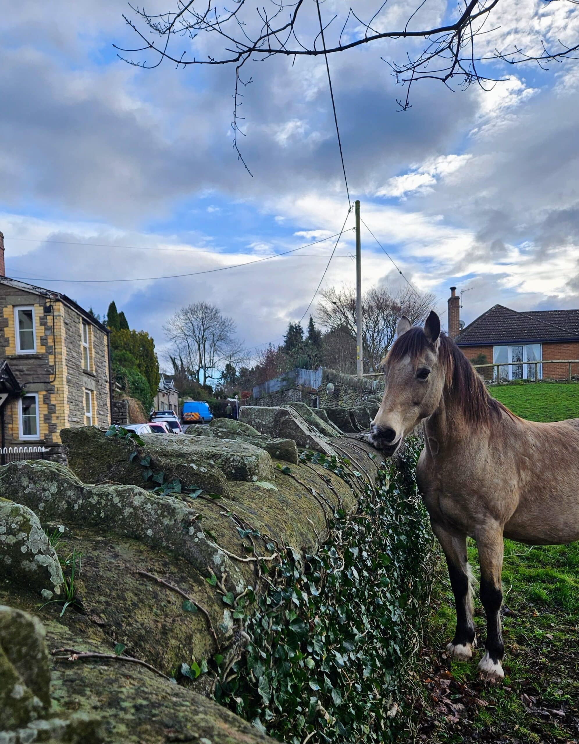Views of horses from the cottage