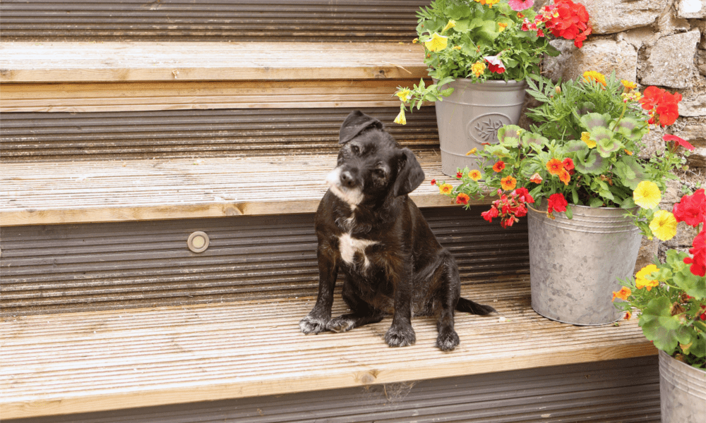 Small dog outside at a dog-friendly holiday cottage in Hay-on-Wye – pet-welcoming accommodation in the Welsh countryside